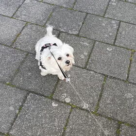 Hondenfoto van Lucia, Lizzy & Ziva