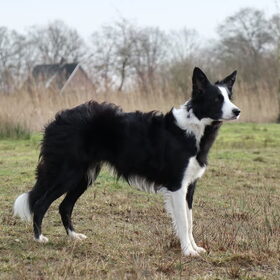 Hondenfoto van Angelique, Kleine Maybe en Tess <3