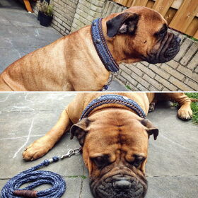 Hondenfoto van Fudge, Chunky, Maylo † & Ziko † en baasje Laura 
