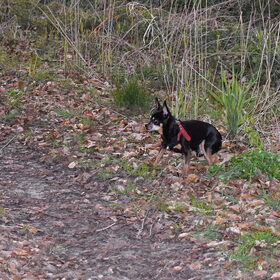 Balou aan de bosrand