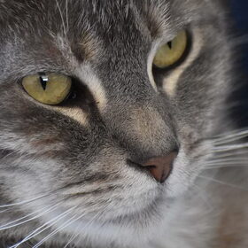 Close-up.