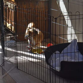 Die kleine bliksem steelt Balou zijn speeltjes en brengt ze naar…