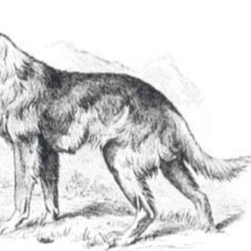 Hondenfoto van Dutchshepherdteam 