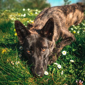 Hondenfoto van Dutchshepherdteam 