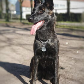 Hondenfoto van Dutchshepherdteam 