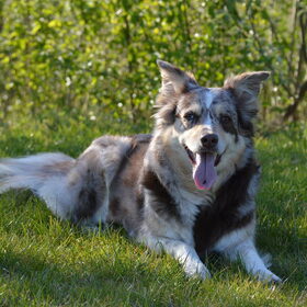 Hondenfoto van Marjolein & Mabel