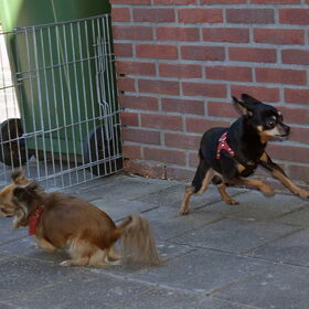 De honden zijn vandaag voor de eerste keer dit jaar weer een…
