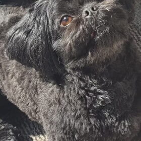 Hondenfoto van Annelies met  Sem