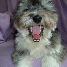 Tommie op z'n mooist !