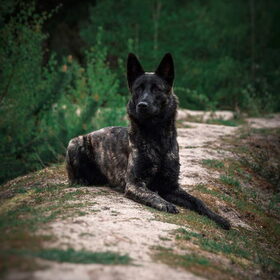 Hondenfoto van Dutchshepherdteam 