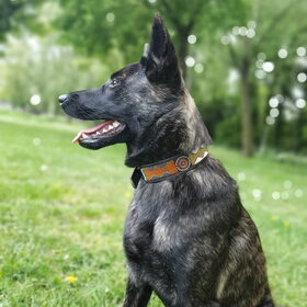 Hondenfoto van Dutchshepherdteam 
