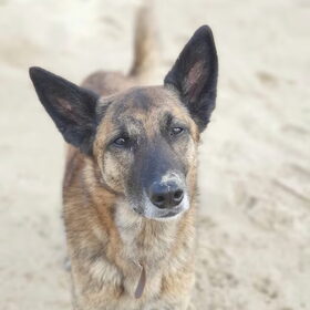 Hondenfoto van Dutchshepherdteam 