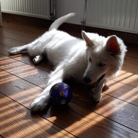 Hondenfoto van Cécé & Cosmo