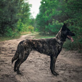 Hondenfoto van Dutchshepherdteam 
