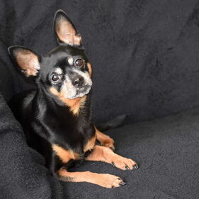 Balou shoot.
