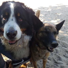 Hondenfoto van Dutchshepherdteam 