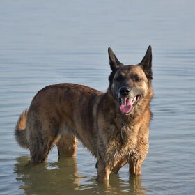 Hondenfoto van Dutchshepherdteam 