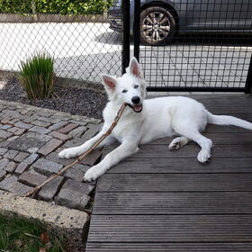 Hondenfoto van Cécé & Cosmo