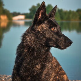 Hondenfoto van Dutchshepherdteam 