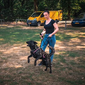 Hondenfoto van Dutchshepherdteam 