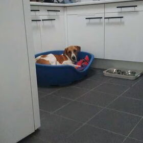 Hondenfoto van Doortje & Tibbe