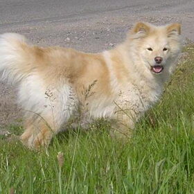 ijslandse hond en finselappenhond (4)