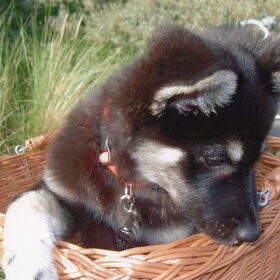 ijslandse hond en finselappenhond (2)