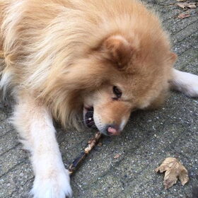 ijslandse hond en finselappenhond (1)