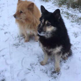 ijslandse hond en finselappenhond (5)