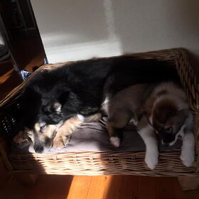 ijslandse hond en finselappenhond (10)