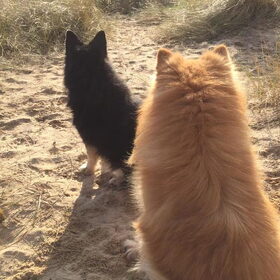 ijslandse hond en finselappenhond (11)