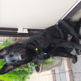 Hondenfoto van Tiamo  ^_^  Dyuna