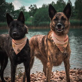 Hondenfoto van Dutchshepherdteam 