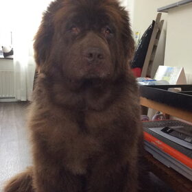 Hondenfoto van Willemijn - baasje van Vika .           Bams  en Ogin   ¥ .