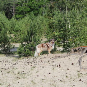 Hondenfoto van Danielle, Kyra*Kaylin*, Djaira en Djaidey