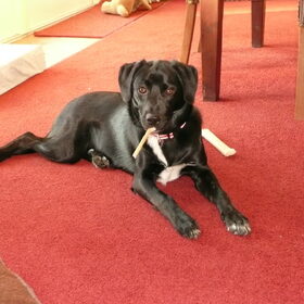 goofy mijn schatje..... kruizing border collie labrador..... ze…