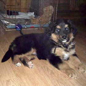 Pup Mowgli.