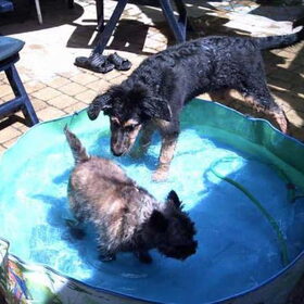 Samen met Gizmo in het zwembadje.