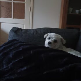 Hondenfoto van Lucia, Lizzy & Ziva