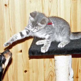 Kitten Nemo met Balou.