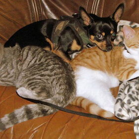 Balou samen met Nemo en Lucky.