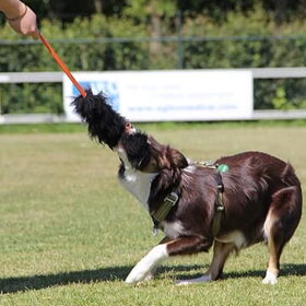 Hondenfoto van Puck & Fenrir 