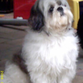 molly