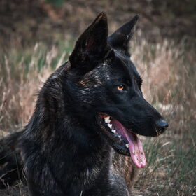 Hondenfoto van Dutchshepherdteam 