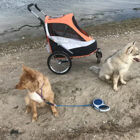 Hondenfoto van Marijke - Aila, Dinja & Evi