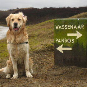Lekker lopen door de duinen!