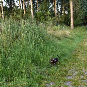Balou vanmorgen vroeg in het bos.