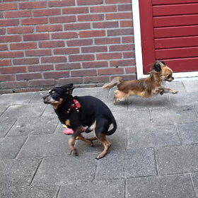 Helemaal opgewonden.