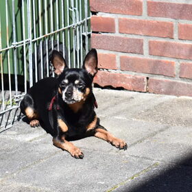 Balou neemt liever en zonnebad.