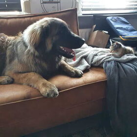 Hondenfoto van Britt, Maui & Fanu ~